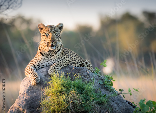 Plakat Piękny Leopard opiera się na szczycie kopca termitów, badając horyzont pod kątem kłopotów