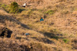 Farming Family Labor, Hand-Cutting Grass on Steep Hillside Farming Family Labor, Hand-Cutting Grass on Steep Hillside