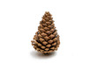 Pine cone isolated Pine cone isolated