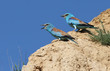 Two european rollers on the rock Two european rollers on the rock