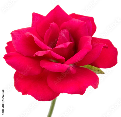 Fototapeta one red rose flower head isolated on white background cutout