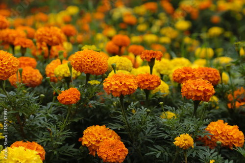 Plakat Nagietki (Tagetes erecta L., nagietek meksykański, nagietek aztecki, nagietek afrykański). Piękny kwiat w ogrodzie.