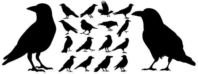 Vector, isolated black silhouette bird, crow collection