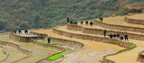 Ruong Bac Thang - Yen Bai