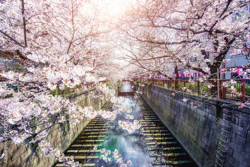 Zdjęcie XXL Kanał wiśniowy kanał Meguro w Tokio, Japonia. Wiosna w kwietniu w Tokio w Japonii.
