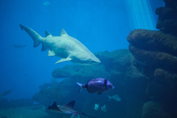Shark on the background of coral reef and small fish.