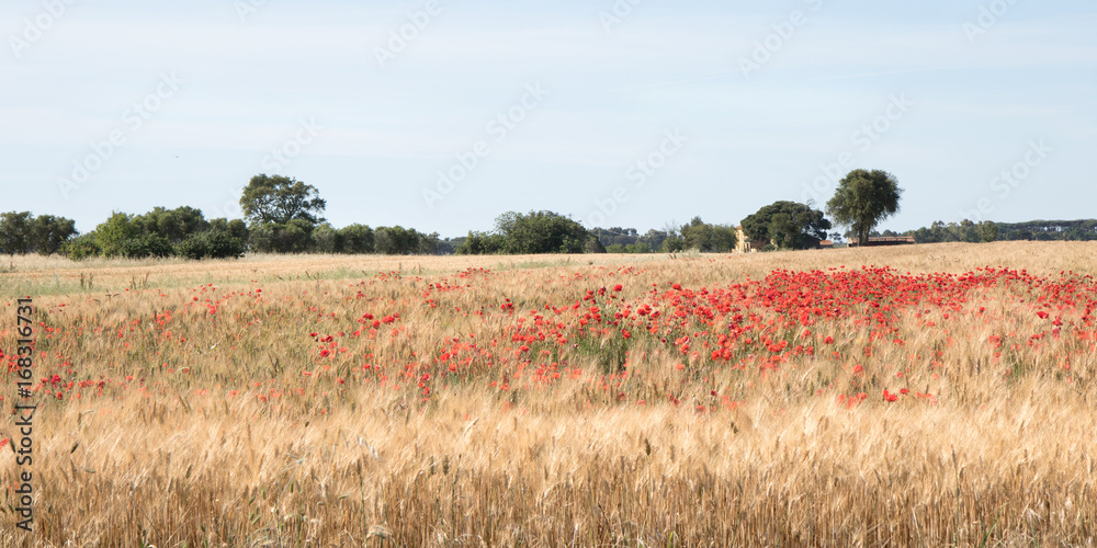 Mohnblumen