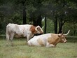 Side view photo of two Texas long horns in a grassland, one sitting and one standing Side view photo of two Texas long horns in a grassland, one sitting and one standing