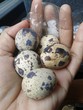 Hand holding five small quail eggs with a pinch of salt in plastic Hand holding five small quail eggs with a pinch of salt in plastic