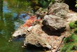 Rocks beside a pond with showers of fallen flame tree flowers Rocks beside a pond with showers of fallen flame tree flowers