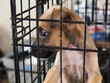 Little brown homeless puppy in a cage in an animal shelter, waiting for someone to adopt him Little brown homeless puppy in a cage in an animal shelter, waiting for someone to adopt him