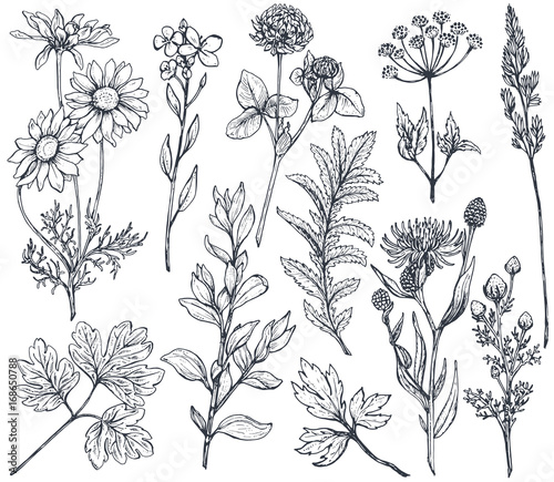 Hand drawn flowers and herbs vector set