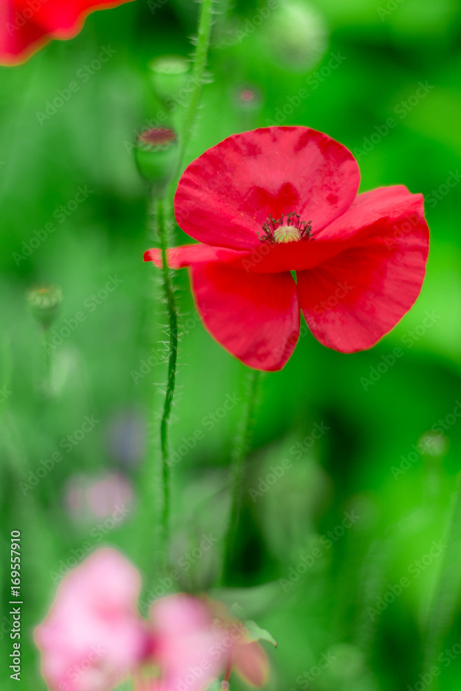 red poppy - roter Mohn