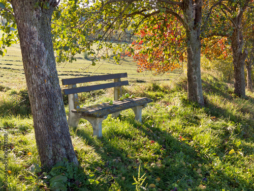 Bank zwischen Obstbäumen in der Steiermark