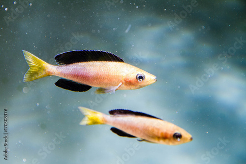Plakat Cichlid z jeziora Tanganyika, Cyprichromis sp. "Leptosoma Jumbo" (Tricolor)