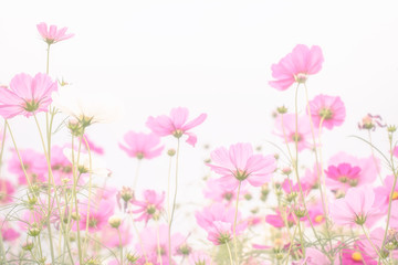 Soft and blurred focus Cosmos flower on white background
