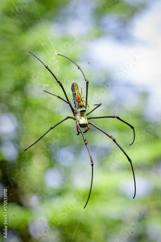 Plakat Obraz Pająk Nephila Maculata, Gaint Long-jawed Orb-tkacz (żeński i męski) w sieci. Owad zwierzę