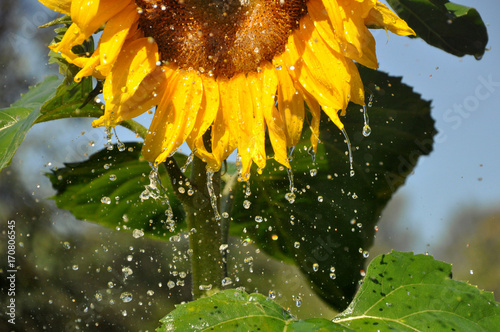Fototapeta Ripe yellow sunflower with a lot of water droplets.