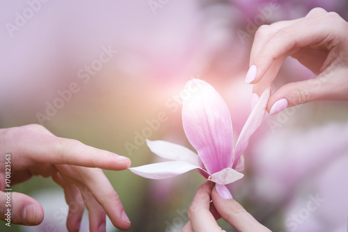 Plakat Czułość para, kwiat magnolia w wiosenny ogród, piękna przyroda i związek między mężczyzną i kobietą, harmonii i zrozumienia. Męski i żeński ręka dotyka menchii kwiat. Psychologia stosunków