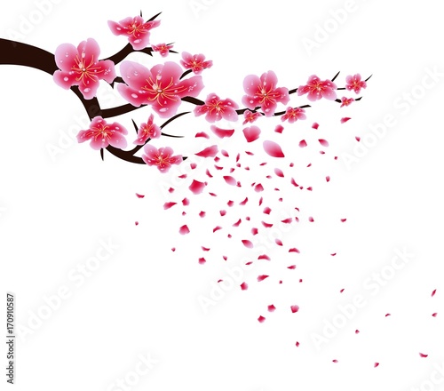Fototapeta na wymiar Sakura flowers background. Cherry blossom isolated white background. Chinese new year