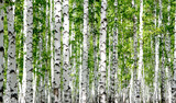 White birch trees in the forest in summer