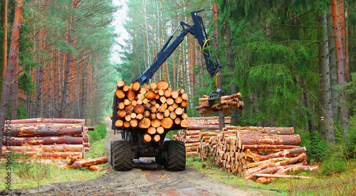 Zdjęcie XXL Lumberjack z nowożytnym żniwiarzem pracuje w lesie. Drewno jako źródło energii odnawialnej.