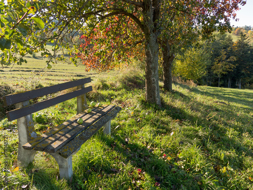 Bank zwischen Obstbäumen in der Steiermark