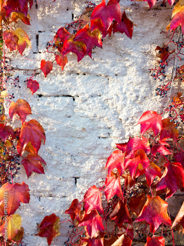 Alte weiße Mauer mit herbstlich rotgefärbtem wilden Wein