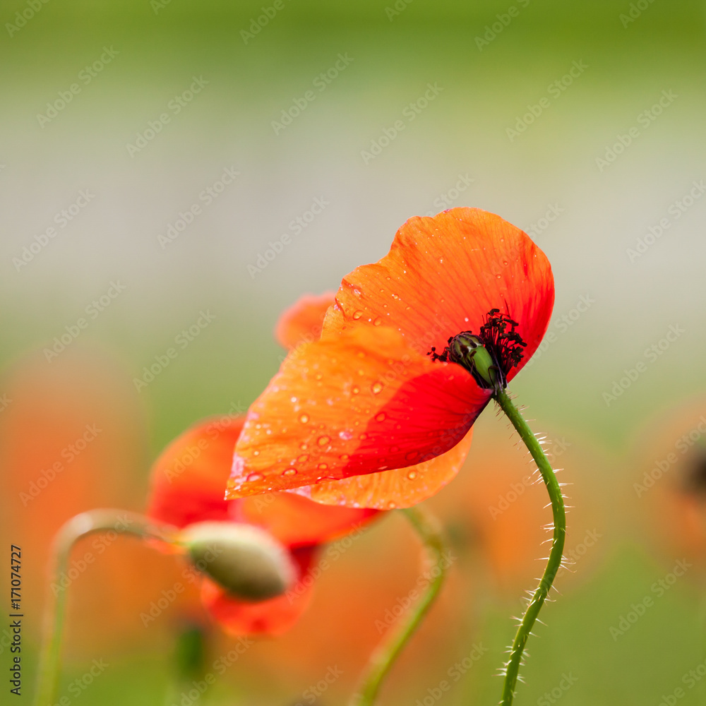 Mohnblüte auf einem Klatschmohnfeld