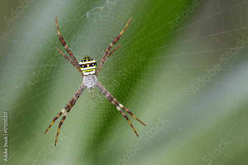 Plakat Wizerunek wielobarwny argiope pająk (Argiope pulchellla) w sieci. Owad zwierzę