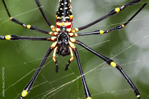 Plakat Obraz Pająk Nephila Maculata, Gaint Long-jawed Orb-tkacz (kobieta) w sieci. Owad zwierzę