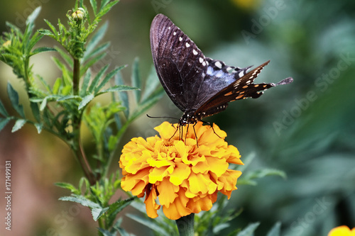 Plakat A Spicebush Swallowtail (Papilio polyxenes) Butterfly karmienia z kwiatem pomarańczowy nagietka w letnim słońcu.