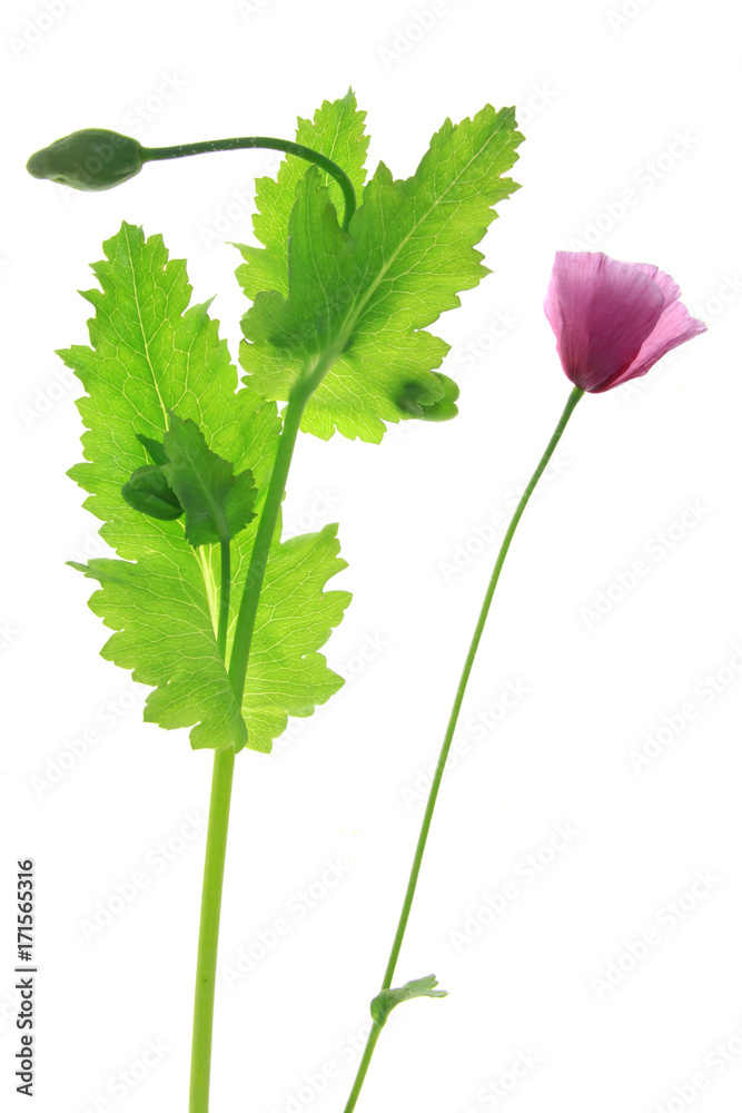 Schlafmohn (Papaver somniferum) blühende Pflanze freigestellt vor weißem Hintergrund
