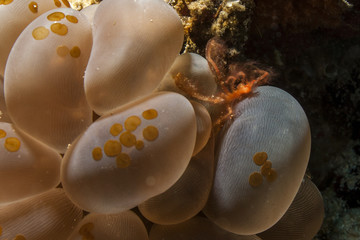 Krab porcelanowy - koral miękki - morze filipińskie