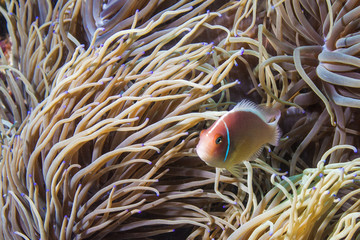 Pink anemonefish - rybka nemo - morze filipińskie