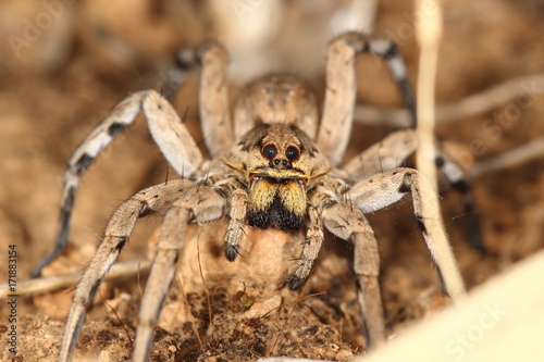 Plakat makro hiszpańskiej tarantuli, największy hiszpański pająk Lycosa hispanica.