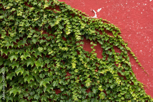 Red Wall with Ivy