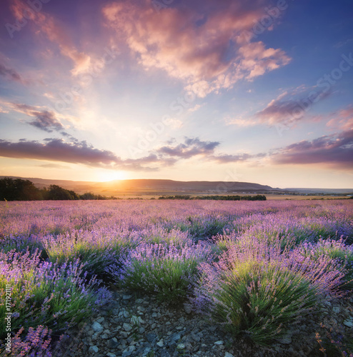 Fototapeta Lavender in the mountain valley during sunset. Beautiful natural landscape in the summer time