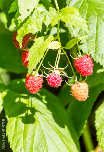 Raspberries on the bushes. Natural background.