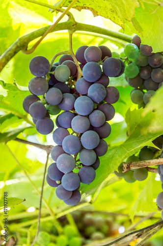 Grapes on the branch. Blue grapes for winemaking.