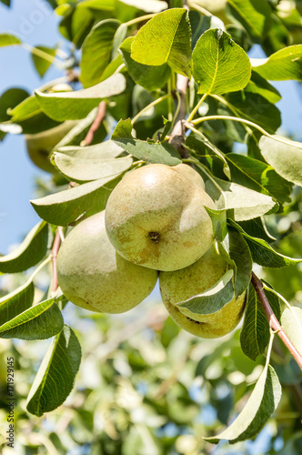 Harvest of pears on a branch of a pears tree.
