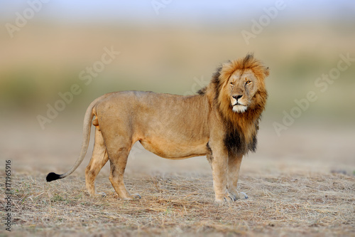 Zdjęcie XXL Afrykańscy lwy, Panthera Leo, Masai Mara park narodowy, Kenja, Afryka