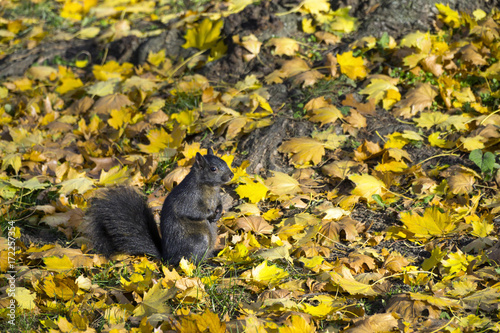 Zdjęcie XXL Śliczna czarna wiewiórka przy dzikim naturalnym parkiem na jesień dniu