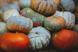 multi-colored pumpkin pile multi-colored pumpkin pile