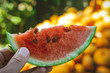 slice of watermelon in hand. on a blurred background slice of watermelon in hand. on a blurred background