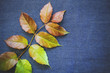 branch of a plant on a jeans fabric branch of a plant on a jeans fabric