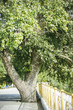 tree growing amid the paved road tree growing amid the paved road