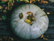 pumpkin and autumn leaves against the background of old boards. under the rain pumpkin and autumn leaves against the background of old boards. under the rain