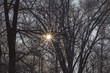 the sun shines through the branches of trees in winter the sun shines through the branches of trees in winter
