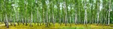 Birch grove on a sunny summer day, landscape banner, huge panorama